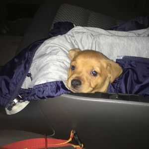 Meet your Posher, Annie